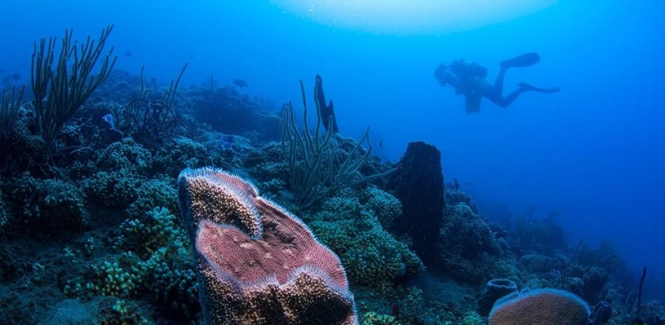 Los corales son animales marinos que dependen de una relación simbiótica saludable con algas marinas microscópicas para sobrevivir. DAN HOLSTEIN, LSU