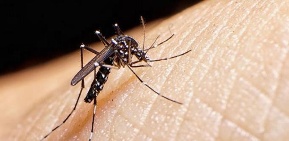 Mosquito Aedes aegypti, insecto transmisor del dengue. Foto de archivo