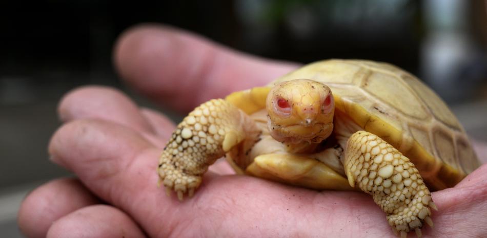 Primera tortuga gigante de Galápagos albina. Foto AFP.