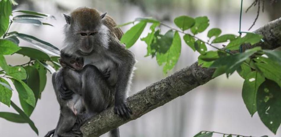 Fotografía de archivo de un macaco cangrejero alimentando a su cría. EFE