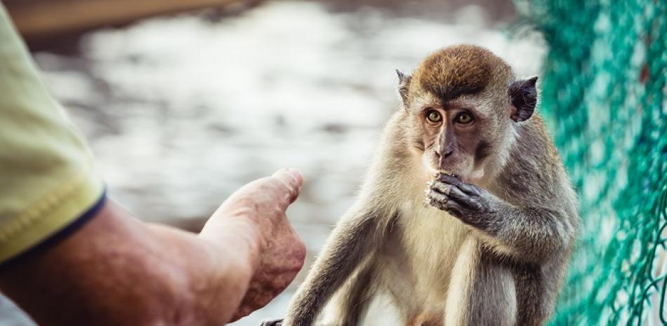 Se estima que cerca de 60% de las enfermedades emergentes son de origen zoonótico. Un hombre alimenta a un mono. ISTOCK