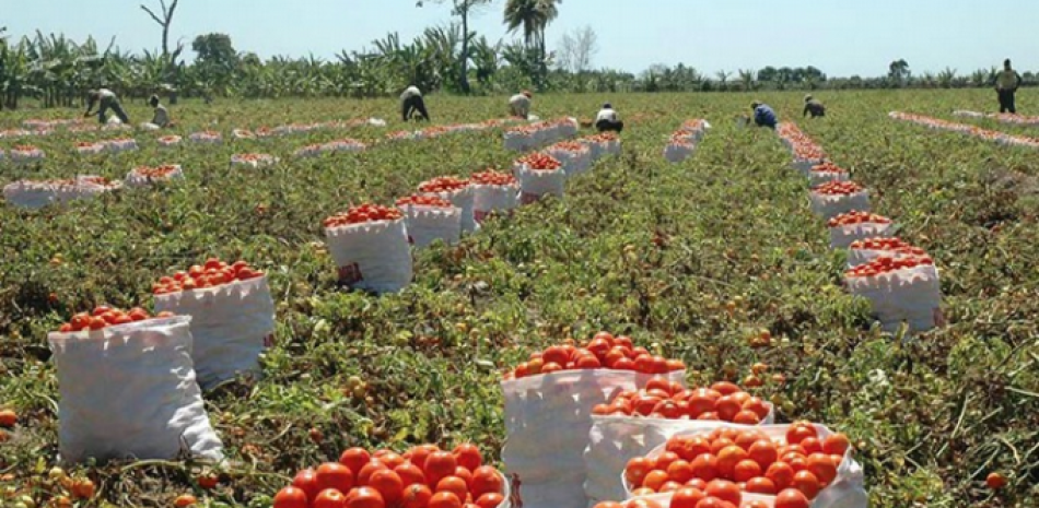 Cultivo de tomate. Foto: LD