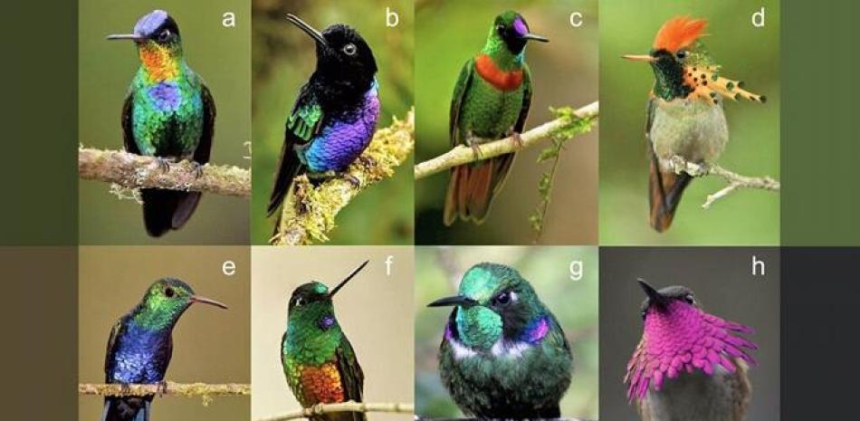 Diversidad de color en el plumaje de los colibríes. © Yale U./Glenn Bartley, Wilmer Quiceno, John Cahill