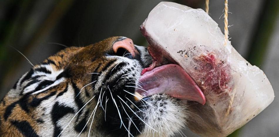 Un tigre lame una paleta llena de carne para refrescarse en el zoológico de Roma (Bioparco di Roma) el 28 de junio de 2022 en medio del aumento de las temperaturas.
Foto: Tiziana Fabi/ AFP