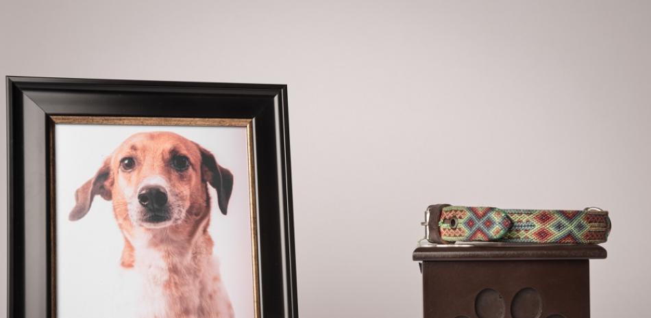 El objetivo es darles un descanso digno a las mascotas. Istock