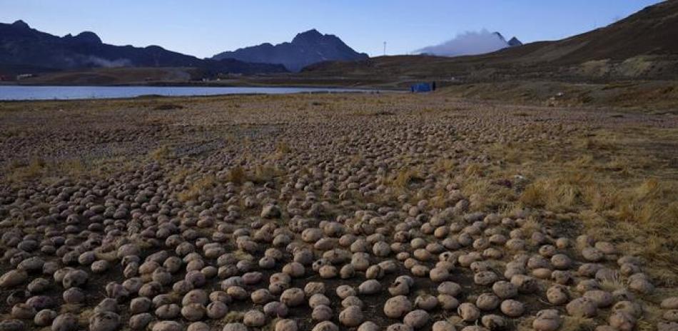 Las papas se secan al sol después de estar expuestas a dos noches de frío extremo en la montaña La Cumbre, en las afueras de La Paz, Bolivia. AP/Juan Karita