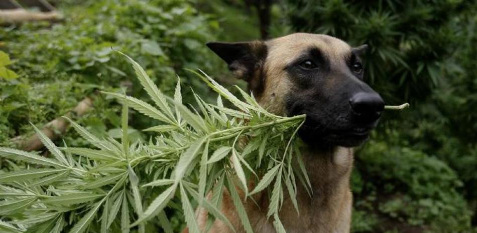 Cannabis medicinal para mascotas. Foto EFE.