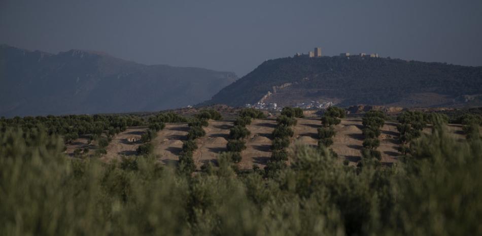 Esta fotografía tomada el 21 de julio de 2022 muestra olivos cerca de Fuerte del Rey, en el sureste de España. Foto: Pierre-Philippe Marcou/AFP.