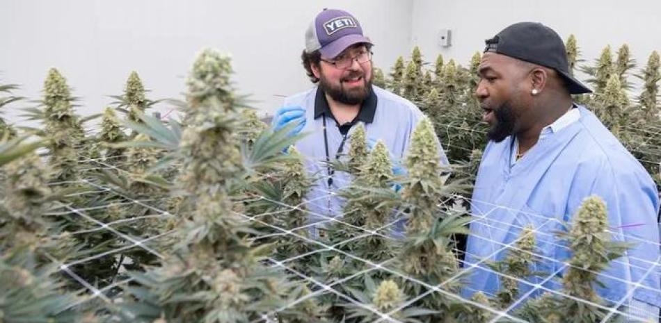 David Ortiz, también conocido como Big Papi, con Alex Pryor, vicepresidente de cultivo de Rev Farms. Ortiz se ha asociado con Rev Farms para lanzar Papi Cannabis.