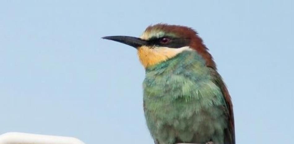 Las áres de distribución de aves se veran seriamente afectadas por el cambio climático - UNIVERSIDAD DE DURHAM