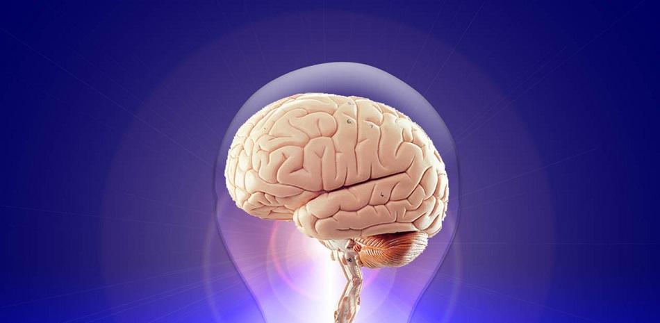 Las múltiples hipótesis sobre las causas de la reducción en el tamaño del cerebro humano moderno deben reevaluarse si los cerebros humanos no han cambiado de tamaño desde la llegada de nuestra especie.  Pixabay