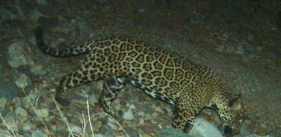 Jaguar macho en las montañas de Santa Rita en Arizona, Foto:AP