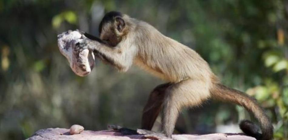 Brasil: Matan a monos por temor a viruela símica