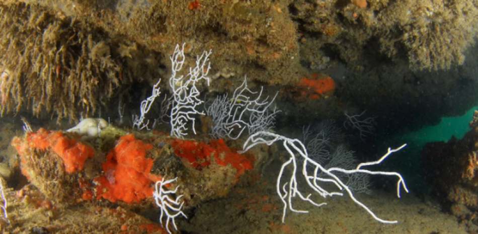 Imagen de archivo de Gorgonias y esponjas (Crambe crambe), tomada por la expedición Oceana Ranger de los fondos submarinos del golfo de Cádiz. EFE
