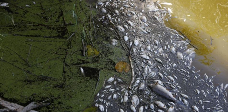 Los peces muertos se muestran en las orillas del río Oder en Schwedt, este de Alemania, el 12 de agosto de 2022, después de que se descubriera una matanza masiva de peces en el río en el estado federal oriental de Brandeburgo, cerca de la frontera con Polonia. La causa de la mortalidad masiva de peces a lo largo del río aún no está clara. Las autoridades de la ciudad de Frankfurt an der Oder advirtieron "fuertemente" contra el contacto con el agua del río. Odd Andersen / AFP