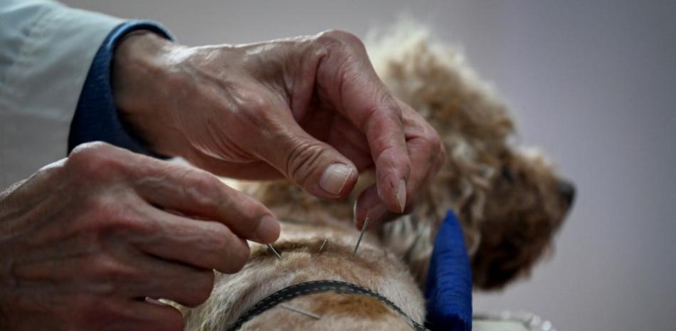 Acupuntura para animales, una tendencia creciente en Pekín