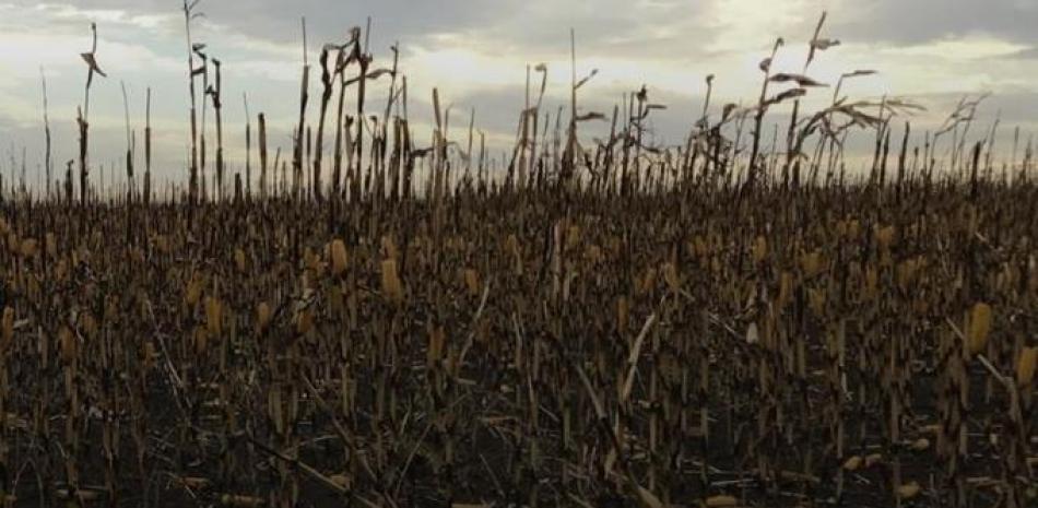 Campo de cultivo arrasado - RUTGERS UNIVERSITY. Europa Press