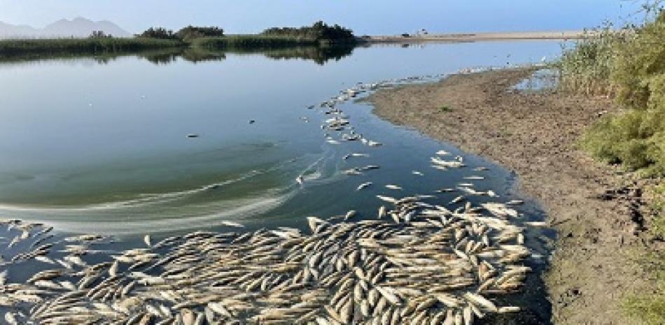 Peces muertos en la laguna de Rambla Morales, en Almería. Foto: Europa press.
