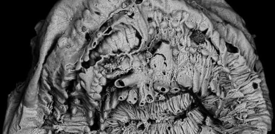 Imagen de un Saccorhytus a través de un microscopio electrónico de barrido. EFE/Shuhai Xiao/ Virginia Tech