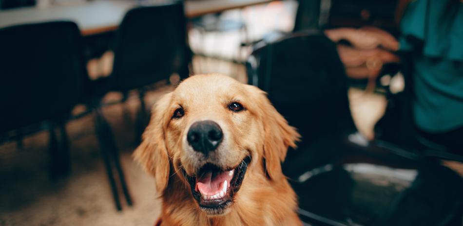 Los perros también "lloran" de alegría