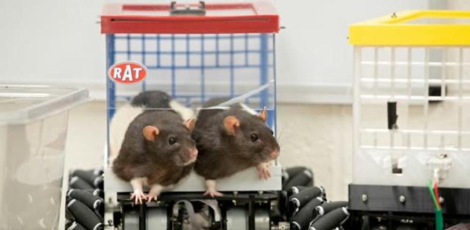 Ratas en el laboratorio, foto de AFP