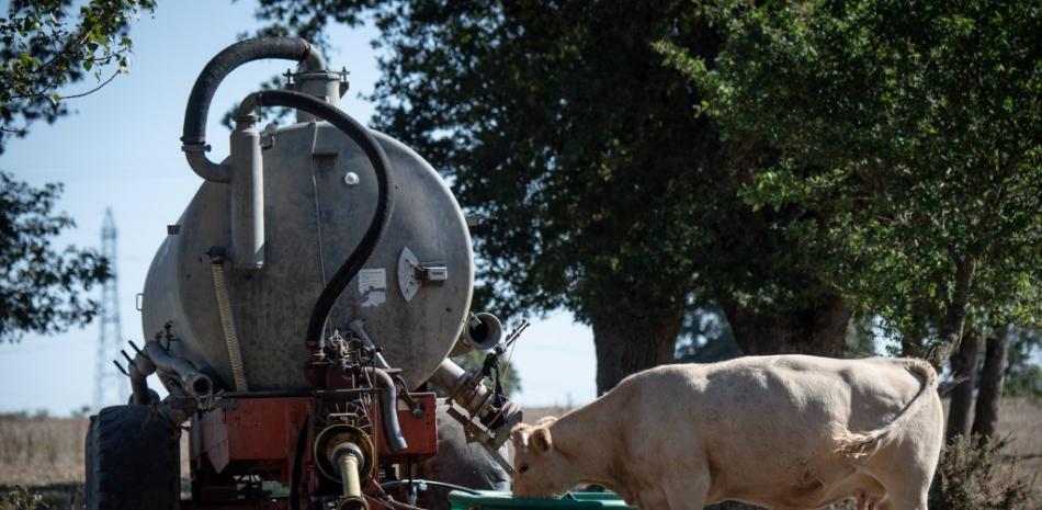 Una vaca bebe de un tanque de agua en un campo reseco en Lavau-sur-Loire, oeste de Francia, el 27 de agosto de 2022, donde prevalecen las condiciones de sequía que afectan a Francia y gran parte de Europa occidental.
LOIC VENANCE / AFP