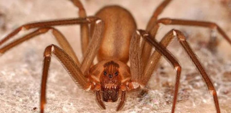 Expertos en arácnidos aclaran que las tarántulas son arañas diferentes a Loxosceles y la viuda negra, y que esta última y la “reclusa” son de familias diferentes. /fuente externa