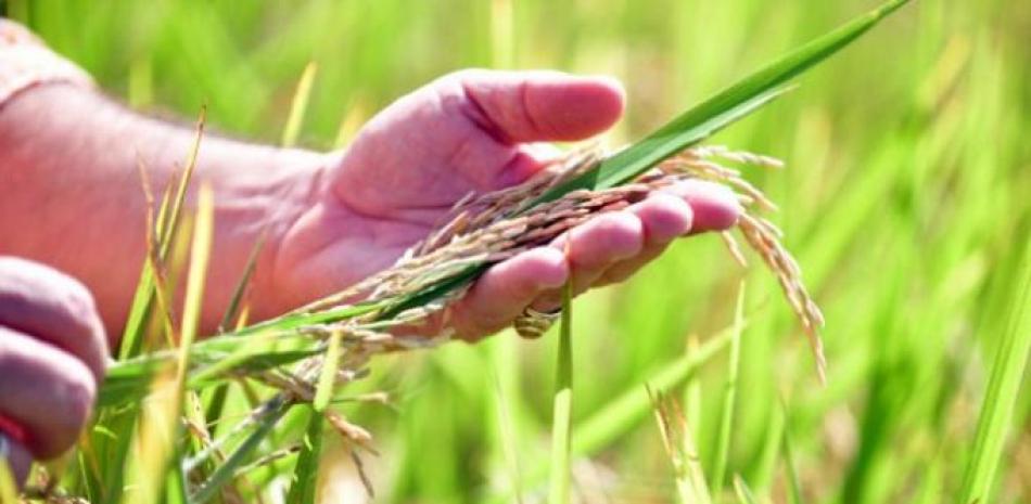 Se estima que para 2023 la reserva de arroz llegue a tres millones de quintales.