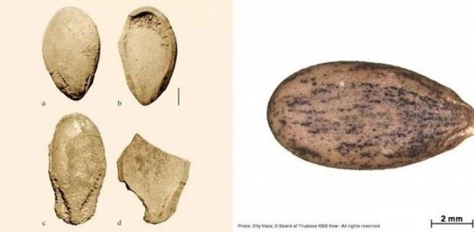 Antiguas semillas de sandía encontradas en Libia con marcas de dientes. Europa Press