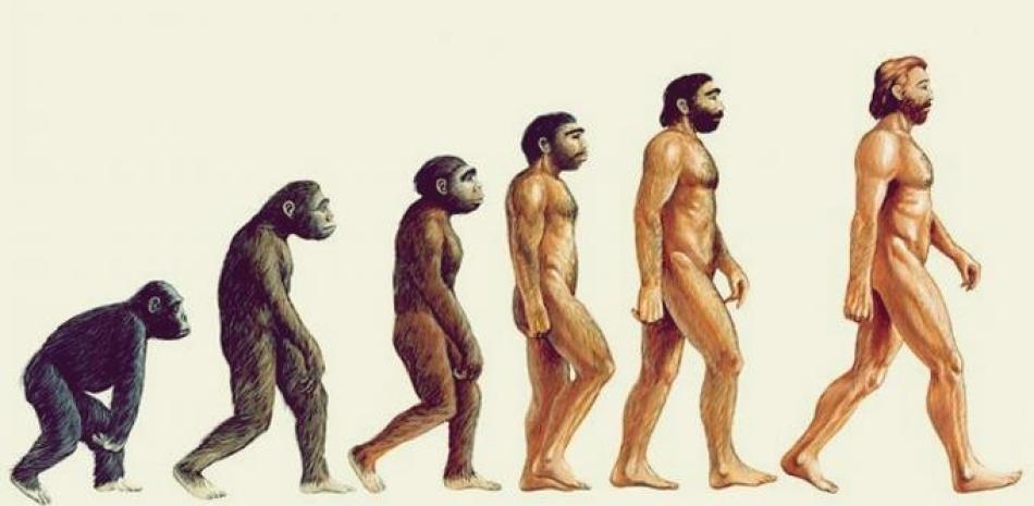Evolución primates.