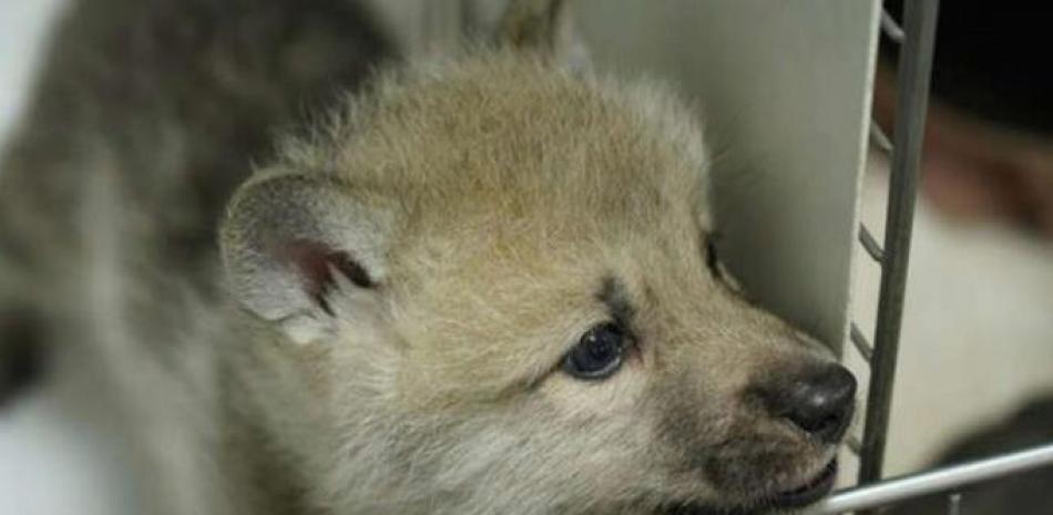 Maya, primer clon de un lobo ártico. Foto: MSN.