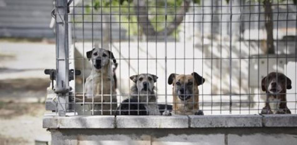 Mascotas en refugios, foto de Europa Press