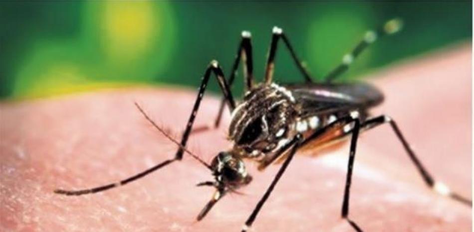 Mosquito que transmite el dengue, foto de archivo LD