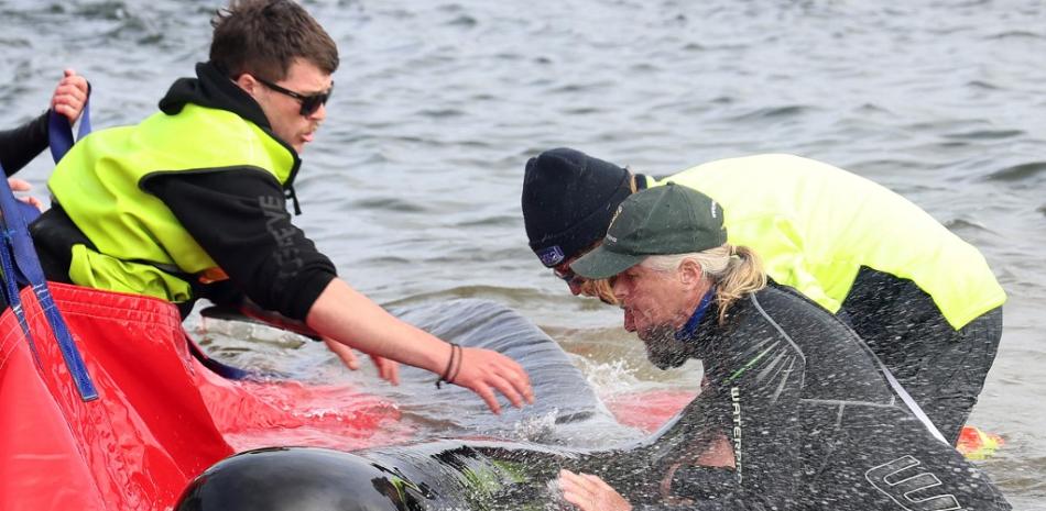 Los rescatistas liberan una ballena piloto varada en el océano en Macquarie Heads, en la costa oeste de Tasmania, el 22 de septiembre de 2022. Unas 200 ballenas piloto han muerto después de quedar varadas en una playa expuesta y barrida por el oleaje en la escarpada costa oeste de Tasmania. .
Glenn NICHOLLS / AFP