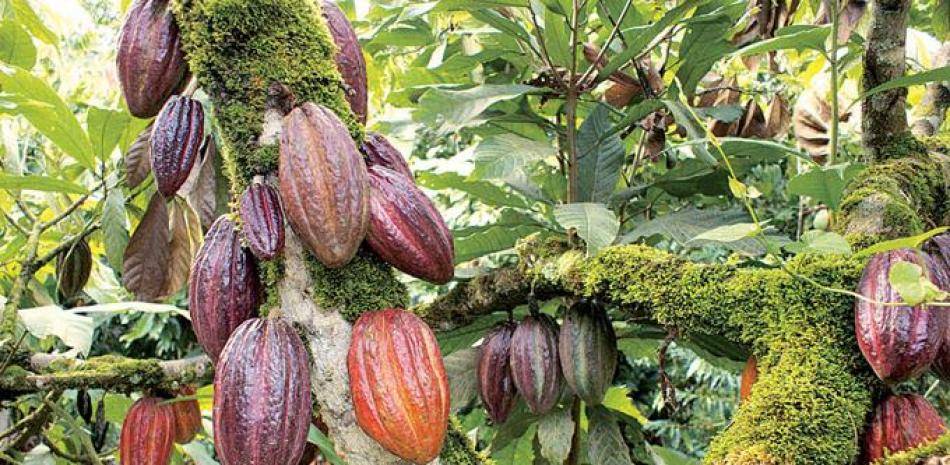 Plantas de cacao. Fotos de Archivo Listín Diario.