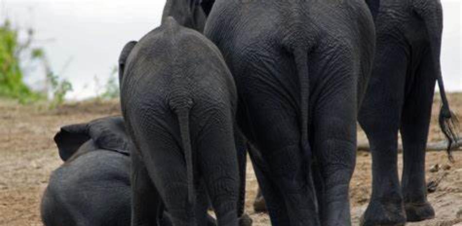 Manada de elefantes.