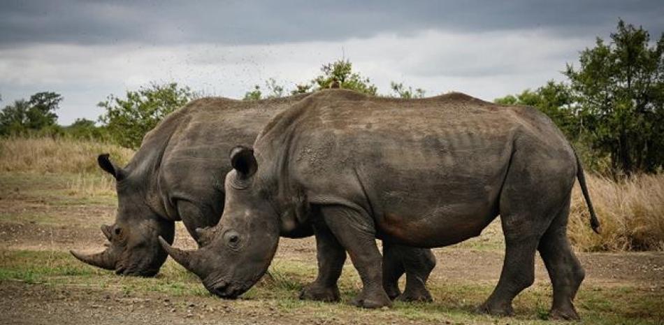 Rinocerontes. Foto: Pexels