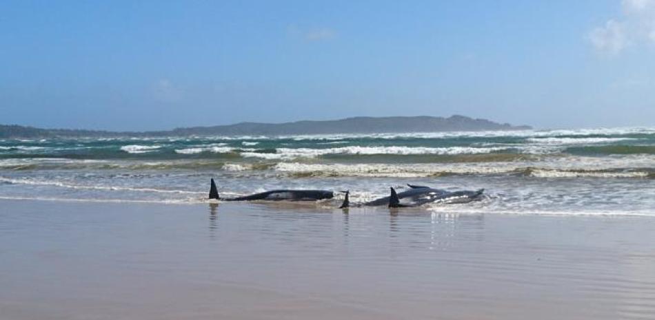 Ballenas piloto varadas en la isla de Tasmania, en Australia

Foto de ARCHIVO
