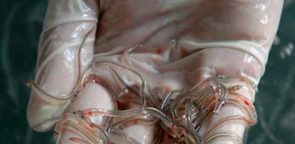 Las angulas son las crías de las anguilas.Foto: Fuente Externa.