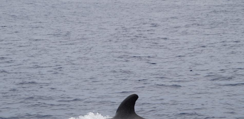 Foto ilustrativa ballena piloto. 

Fuente Externa.