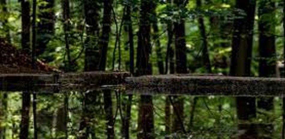 Fotografía de archivo de la vista de árboles reflejados en un estanque en el bosque Heide de Dresde (Alemania). EFE/Filip Singer