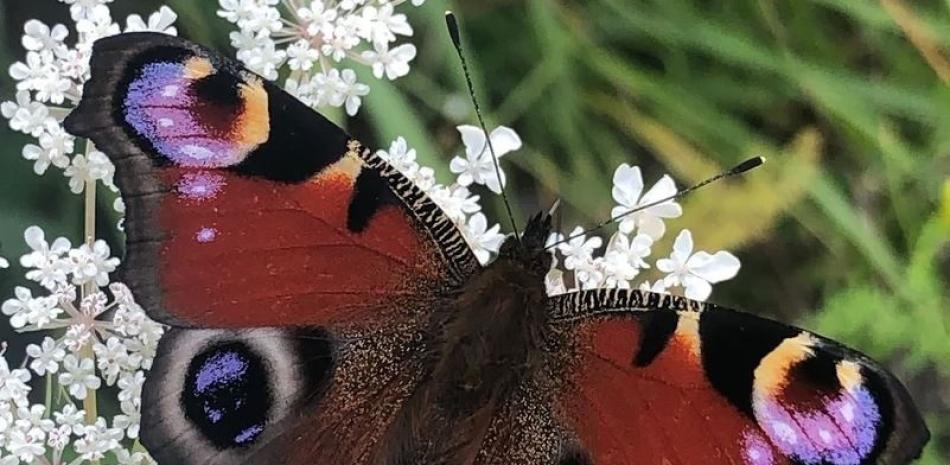 Una mariposa pavo real (Aglais io) tiene manchas oculares en la superficie superior de cada ala delantera y trasera que parecen mirarte a los ojos. - HANNAH ROWLAND