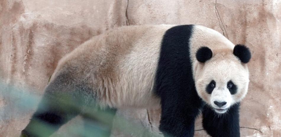 Suhail, un panda enviado por China a Qatar como regalo por la Copa del Mundo de fútbol, camina en su recinto en el Jardín de los Pandas en Al Khor, cerca de Doha, Qatar, el 19 de octubre del 2022. (AP Foto, Lujain Jo)