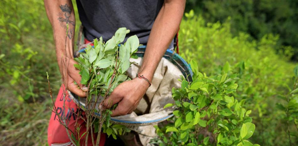 Más de 200,000 hectáreas estaban sembradas para cultivar hoja de coca en Colombia en el año 2021, cerca de 60,000 hectáreas más que en 2020. ap