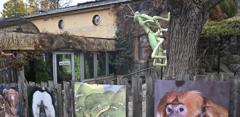 El zoológico Skansen-Akvariet se muestra en Estocolmo el 24 de octubre de 2020. Un zoológico sueco se cerró parcialmente después de que una cobra real organizara un escape impresionante de su recinto el fin de semana, y el lunes el personal seguía buscando a la serpiente venenosa.

Foto: Henrik MONTGOMERY / TT NEWS AGENCY / AFP

 

Agregar al carrito
