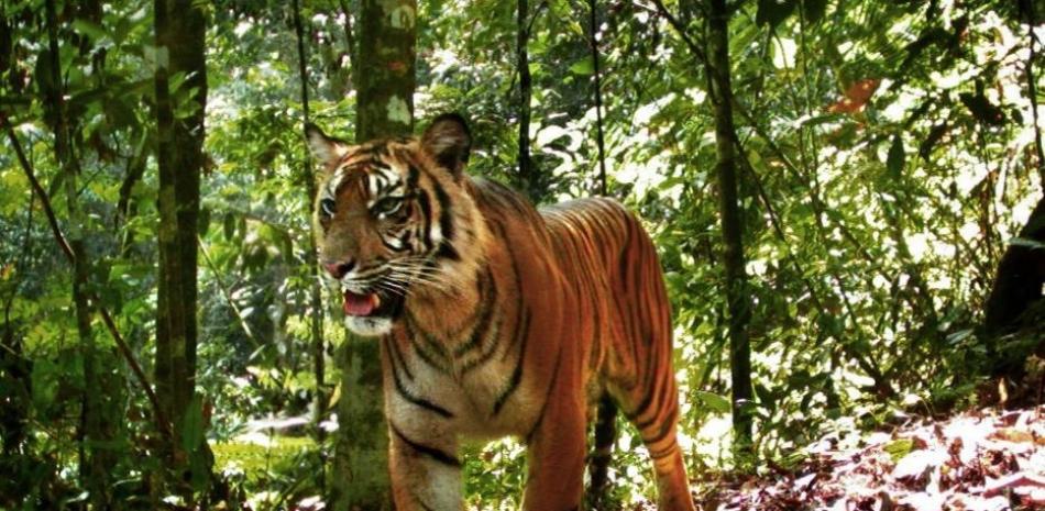 Tigre de Sumatra en el bosque - UQ / MATTHEW LUSKIN | EP