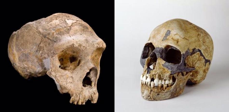 Los neandertales (izquierda) y el Homo sapiens (derecha) son los parientes más cercanos entre sí y puideron cruzarse. - THE TRUSTEES OF THE NATURAL HISTORY MUSEUM, LONDON