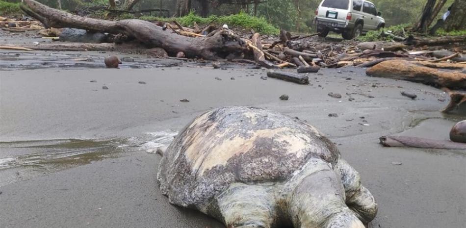 Tortugas encontradas en Panamá.