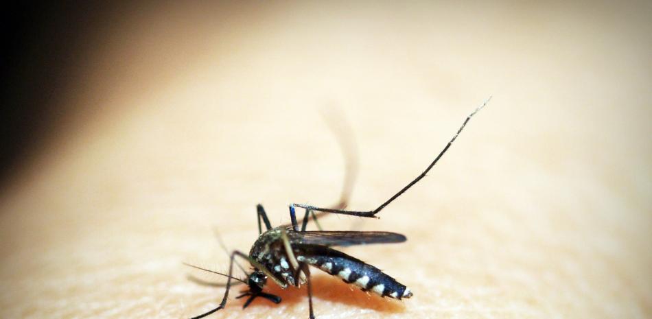 Mosquito del dengue. 

Foto: Fuente Externa.