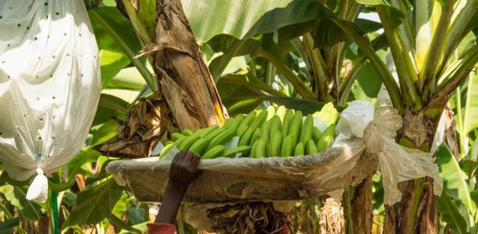 Hay labores de cuidado en las plantaciones de bananos que solo el personal puede cumplir y no se puede sustituir.